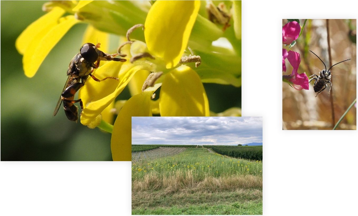 Collage of a hoverfly on a yellow flower, a bee next to a pink flower and a flowering strip in a field