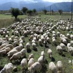 Παρέμβαση του Καθηγητή Γεώργιου Βλόντζου, σχετικά με τα κρούσματα πανώλης στην εφημερίδα Kathimerini