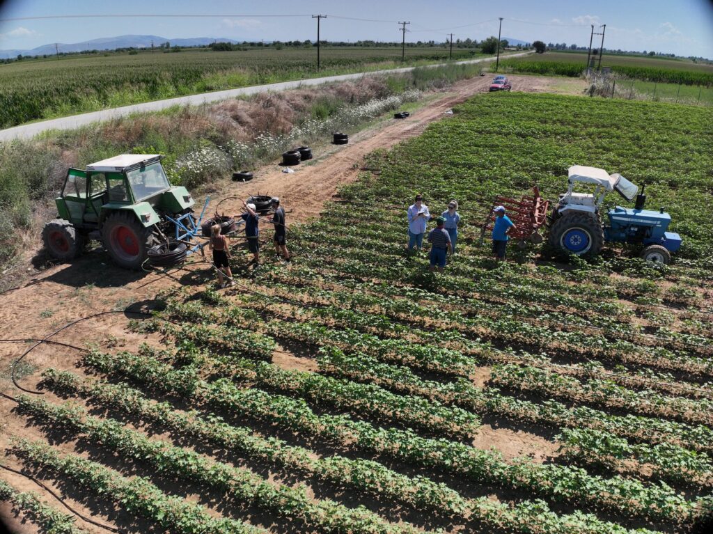 Tractor laying drip irrigation tubing in a cotton field in Karditsa