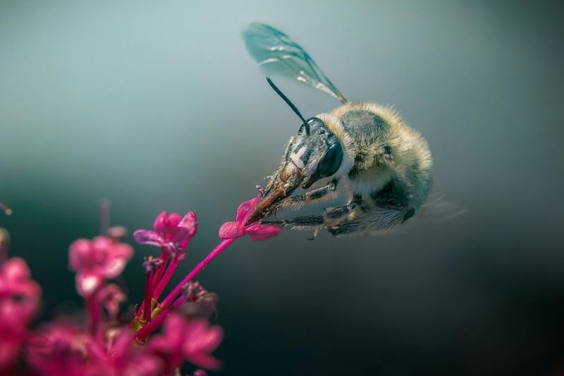 A bee in flight feeding on small pink flowers against a blurred blue-green background